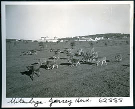 "Uitenhage district, 1954. Jersey dairy herd."