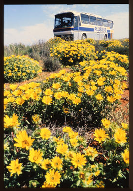 
SAR Neoplan PLUSBUS tour bus amongst yellow flowers.
