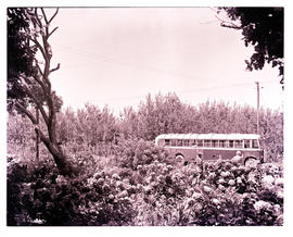 "Hermanus district, 1963. SAR MT7112 motor coach amongst fynbos and trees."