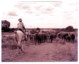 "Kimberley district, 1960. Horseman herding cattle."
