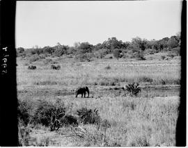Kruger National Park, 1945.