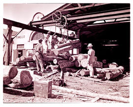 "Knysna, 1945. Stinkwood logs at factory."