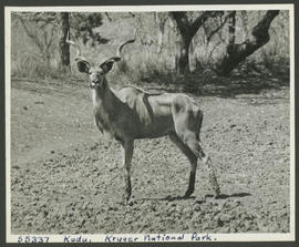 Kruger National Park, 1949. Kudu.