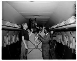 January 1960. Racehorse 'Tiger Fish' being loaded in SAA Douglas DC-4 Skymaster ZS-AUA 'Tafelberg'.