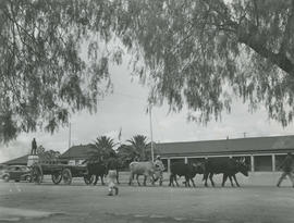 Mafeking, 1946. Ox wagon before statue of Cecil John Rhodes.