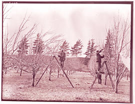 Workers pruning orchard.