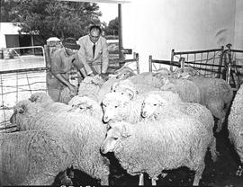 Graaff-Reinet district, 1950. Sheep shearing.