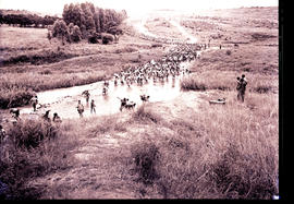 Swaziland, 1933. A large group of Swazi youth departing from the King's kraal.