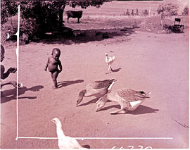 "Eshowe district, 1956. Young Zulu boy."