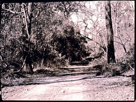 "Nelspruit district, 1926. Houtbosloop road."