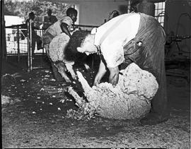 Graaff-Reinet district, 1950. Sheep shearing.