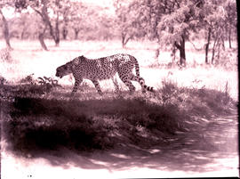 "Kruger National Park, 1948. Cheetah."