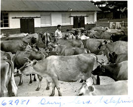 "Nelspruit district, 1954. Dairy herd."
