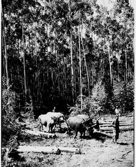 Barberton district, 1954. Eucalyptus timber plantation.
