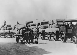 Johannesburg. Hauling large bags with mules and SAR Foden steam tractor No R1500 at Kazerne.