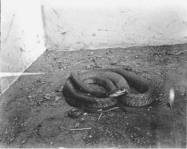 Port Elizabeth, 1943. Black mamba at snake park.