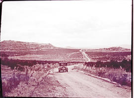 "Nelspruit district, 1926. Road through orange groves."