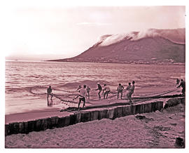 Cape Town, 1975. Net fishermen on the beach at Simon's Town.
