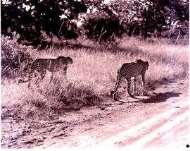 "Kruger National Park, 1953. Cheetah."