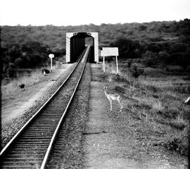 Kruger National Park, 1945. Impala and bridge over the Sabie River.