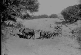 Natal. Ox wagon crossing dry river bed.