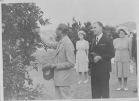 Nelspruit, 28 March 1947. King George VI admiring fruit on a tree at the Sub-Tropical Fruit Resea...