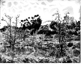 Caledon district, 1954. Elgin, apple trees in bloom.
