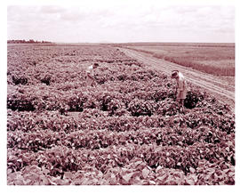 "Bethlehem district, 1960. Inspection of soybeans at experimental farm."