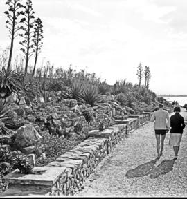 Port Elizabeth, 1934. Rock garden near Hobie Beach