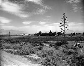 De Doorns, 1950. Fruit farm in the Hex River valley.