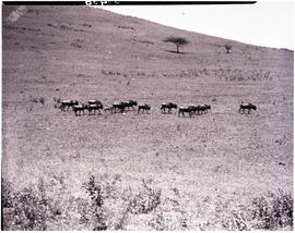 Hluhluwe, 1952. Wildebeest at Hluhluwe Game Reserve.