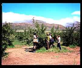 Joubertina, 1976. Picking apples in the Langkloof. [V Gilroy]