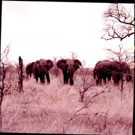 "Kruger National Park, 1970. Elephant."