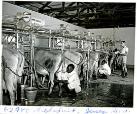 "Nelspruit district, 1954. Milking time on dairy farm."
