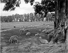 Graaff-Reinet district, 1950. Sheep in pasture.