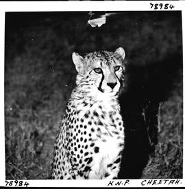 "Kruger National Park, 1970. Cheetah."