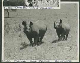 Hluhluwe, 1952. Black rhino at Hluhluwe Game Reserve.