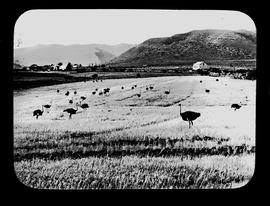 Ostrich farm.