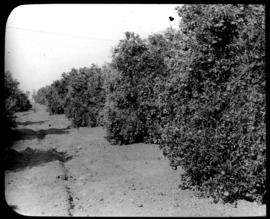 Round in Nine Tours - citrus orchard.