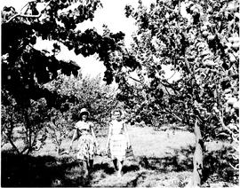 Montagu district, 1960. Fruit orchard.