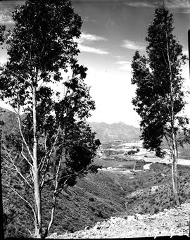 Montagu district, 1960. Fruit orchards in the Koo Valley.