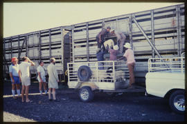 SAR type GZB-1 tripledeck sheep wagon.