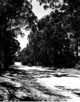 Port Elizabeth, 1950. Road in Lorraine township.