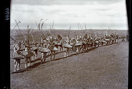 Transkei, 1932. Double line of Abakweta dancers.