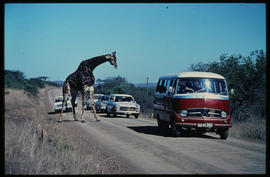 
SAR Mercedes Benz tour bus and giraffe in game park. MT6925.
