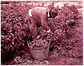 "Worcester district, 1970. Picking grapes."