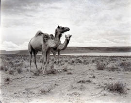 Bethulie, 1940. Camels