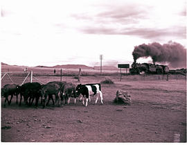 "Queenstown district, 1963. Cattle with double-headed train in the distance."