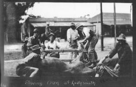 Ladysmith, circa 1925. Shoeing oxen. (Album on Natal electrification)