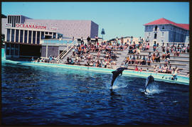 Port Elizabeth, December 1968. Dolphin show at Oceanarium. [S Mathyssen]